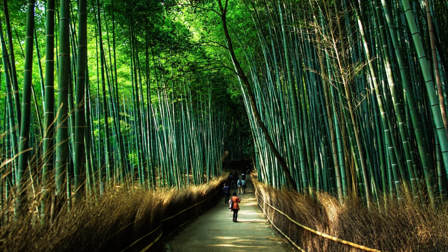 giappone arashiyama bamboo foresta