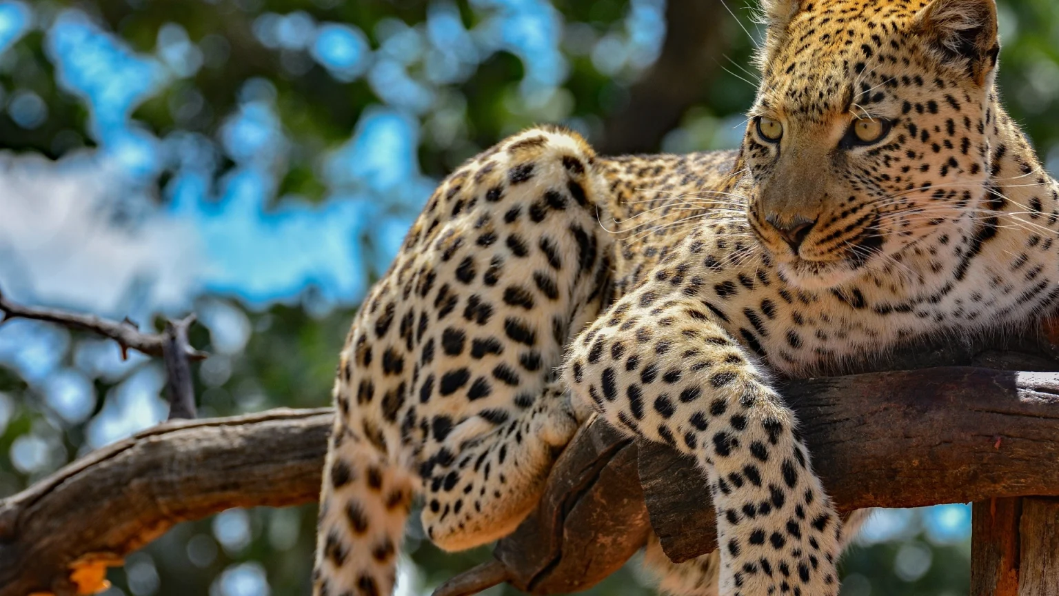 namibia safari wildlife leopardo etosha