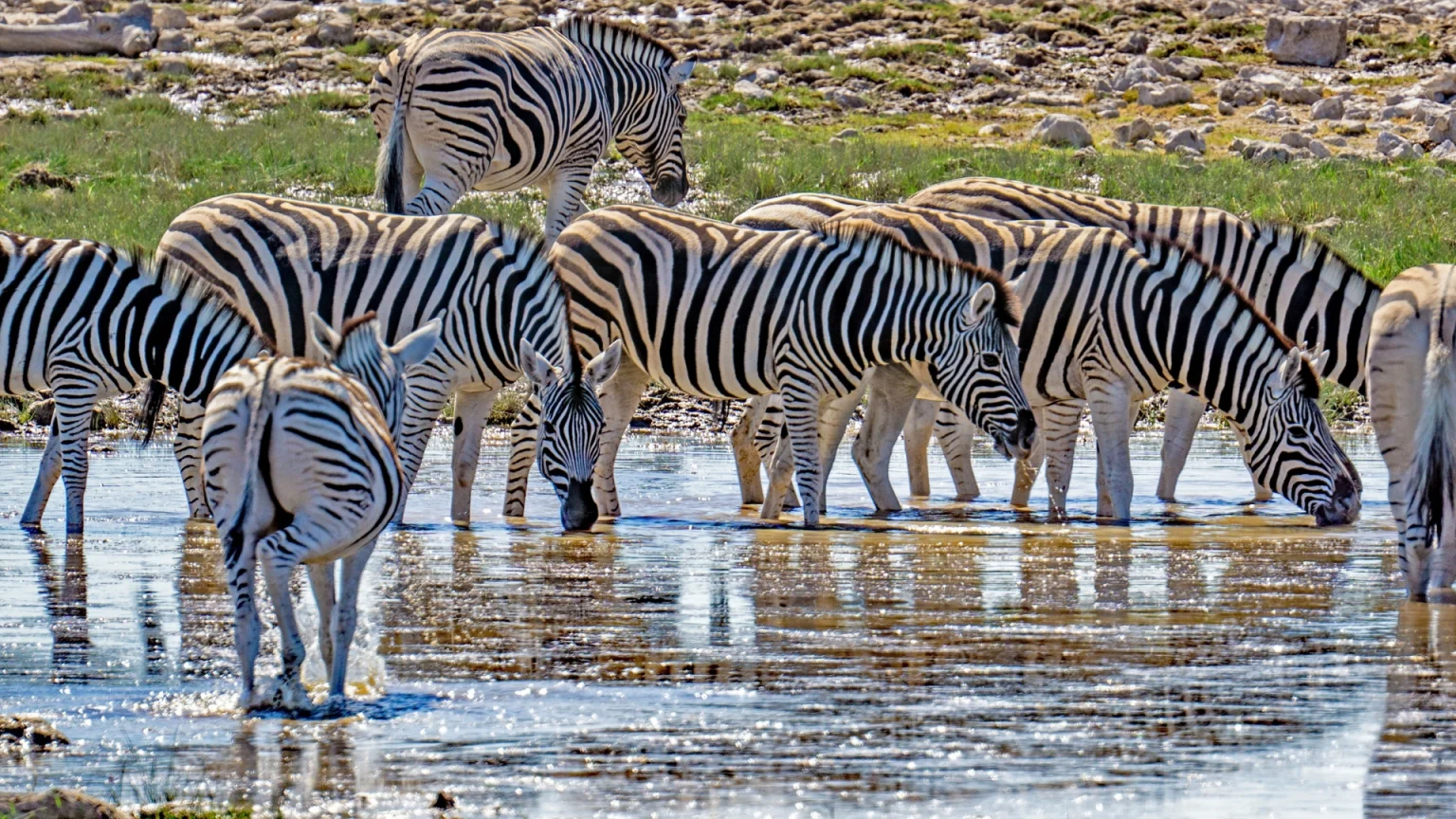 namibia safari zebre oasi etosha